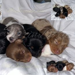 Dachshund Puppies from McJazzin Doxies