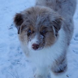 Miniature American Shepherd Puppies from Sterling Acres