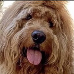 Chewie - Goldendoodle