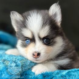 Stella's Littlest Black and White Girl - Black and white female Pomsky puppy in Greeley, Colorado from Monarch Pomskies | Northern Colorado