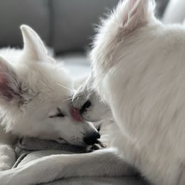 Berger Blanc Suisse Puppies from Nasha Comanda White Swiss Shepherds