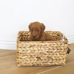 Goldendoodle, Irish Doodle, Labradoodle, and Poodle Puppies from Desert Doodles