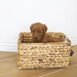 Goldendoodle, Irish Doodle, Labradoodle, and Poodle Puppies from Desert Doodles