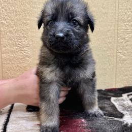 Half Dome - Yellow boy - Sable male German Shepherd puppy in Oakley, California from Von Guadachi German Shepherds & Audacity Border Collies