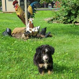 Rick 2 - Black tri Miniature Australian Shepherd puppy in Bethany, Connecticut from Tini Thyme Mini Aussies