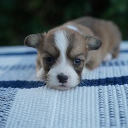 Male-FLUFFY COAT - Red male Pembroke Welsh Corgi puppy in Berea, Kentucky from SunShine Corgis