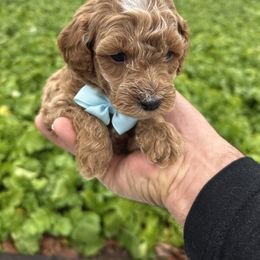 Albert - Red  male Goldendoodle puppy in Mint Hill, North Carolina from DoodleForever