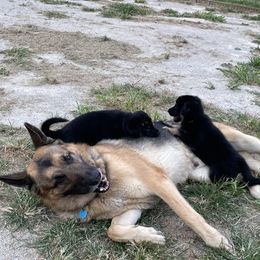 German Shepherd Puppies from Adelheid Shepherds