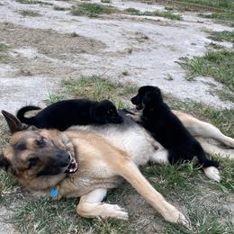 German Shepherd Puppies from Adelheid Shepherds