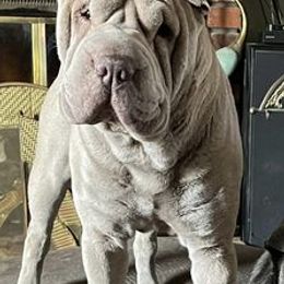 Chinese Shar-Pei from Wrinkle in time
