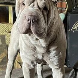 Chinese Shar-Pei from Wrinkle in time