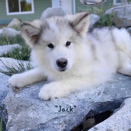 Jack - Alaskan Malamute puppy in Washington from Malamute Meadow