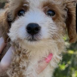 Girl 1 JILLIAN - Apricot female Poodle puppy in Orlando, Florida from Denise’s Puppies