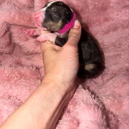 Dark pink collar - Black tan and white female Miniature Bull Terrier puppy in Port Charlotte, Florida from Cloud Nine Ranch Bullies