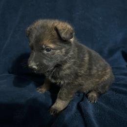 Jodie - Sable female German Shepherd puppy in Milan, Illinois from Stonewick German Shepherds