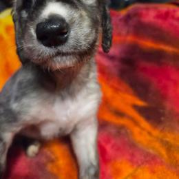 Ziggy - Black and silver male Afghan Hound puppy in Watsonville, California from Summerbrook Afghans