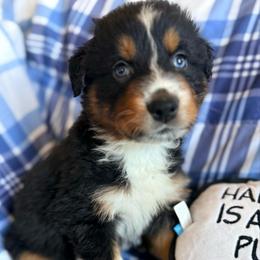 Greg - Black tri-color male Australian Shepherd puppy in Atkinson, Illinois from Diamond Ridge Aussies