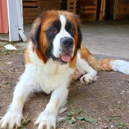 Whiskey - Saint Bernard