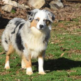 Montana - Miniature Australian Shepherd