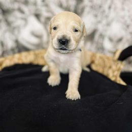 Boy 2 Blue Toby - Light golden male Golden Retriever puppy in Angier, North Carolina from Howard's Retrievers