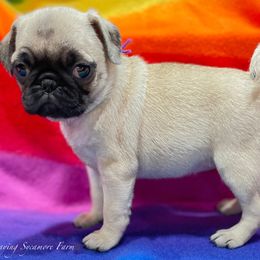 Pug and Shih Tzu Puppies from Swaying Sycamore Farm