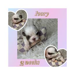 Ivory - White female Shih Tzu puppy in Coolidge, Arizona from Shih Tzu’s  ‘N’ Love