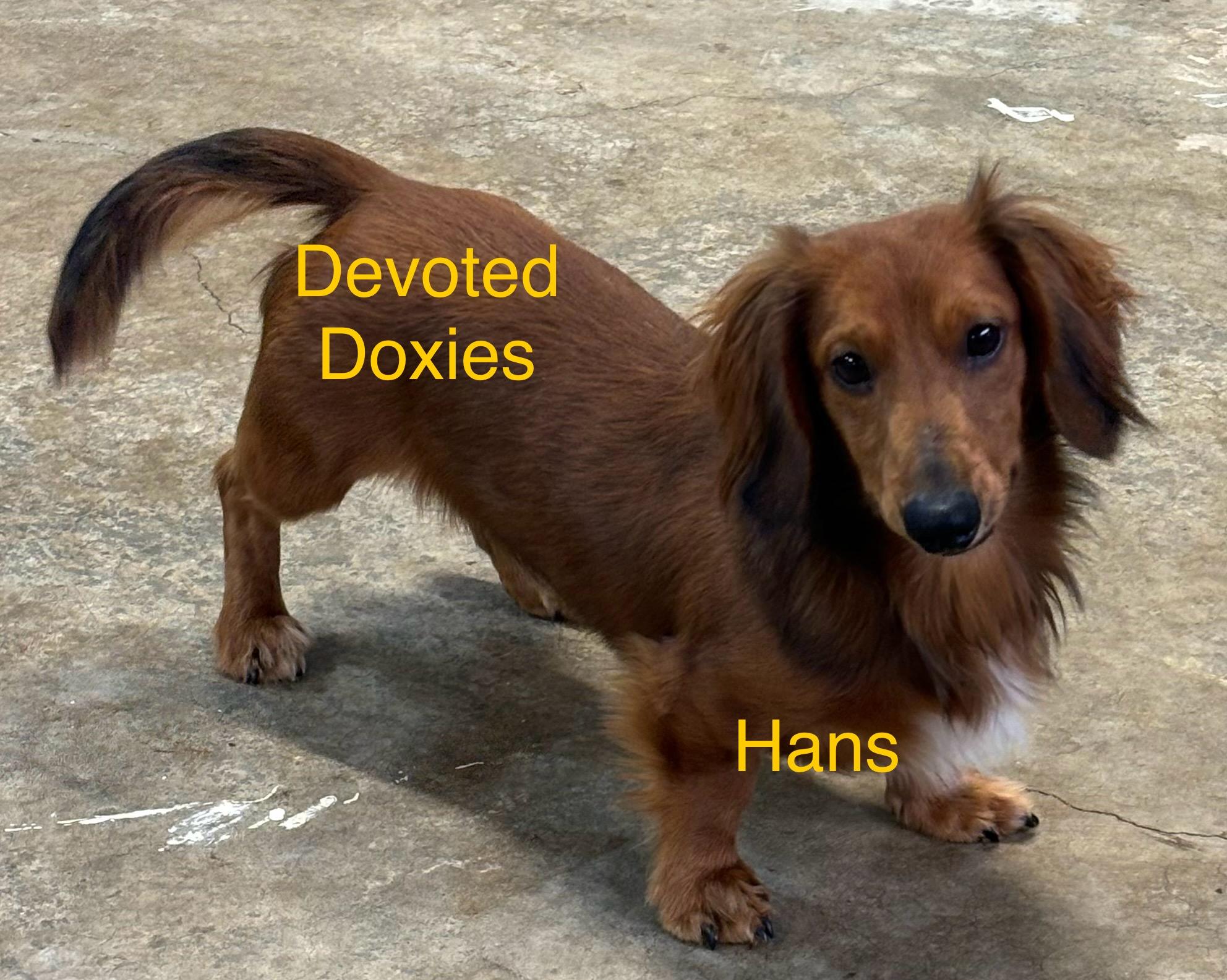 Hans