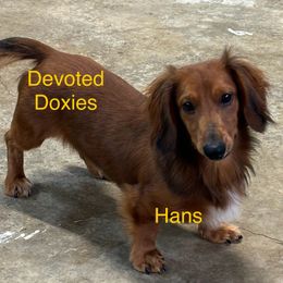 Hans - Dachshund