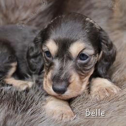 Belle - Gray (blue) and cream female Dachshund puppy in Canton, Ohio from Rissas CrAz Critters