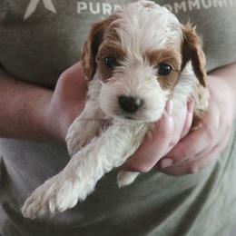 Jinu - Blenheim male Cavapoo puppy in Conklin, Michigan from Lake Michigan Couture Cavapoos & Cockapoos