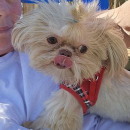Elliott - Shih Tzu