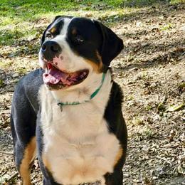 Bo - Black, white and red male Greater Swiss Mountain Dog puppy in Knoxville, Maryland from Dahlgren Swissys