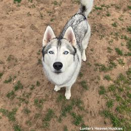 Siberian Husky puppies from Lunter's Heaven Huskies