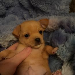 Chihuahua Puppies from Grandbaby Chihuahuas