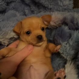 Chihuahua Puppies from Grandbaby Chihuahuas