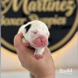 Boy4 - White male Boxer puppy in Orlando, Florida from Martinez AKC Boxers of Central Florida