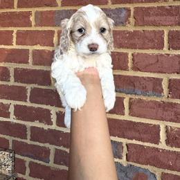 Cockapoo All Grown Up from Ace of Spades Yorkies