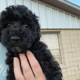 Rizzo - Black female Goldendoodle puppy in Decatur, Texas from Scherrer Sweet Goldendoodles