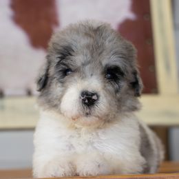 Merle - Merle female Sheepadoodle puppy in Youngstown, Florida from Wonderland’s Boujie Kennels