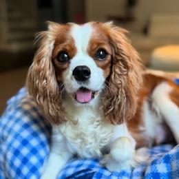 Lady - Cavalier King Charles Spaniel