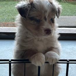 Penny - Red merle female Miniature Australian Shepherd puppy in Denair, California from CenCal Mini Aussies