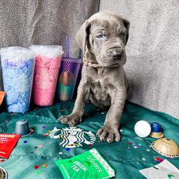 Rhiannon - Blue female Great Dane puppy in Climax, Michigan from Beaver Creek Danes