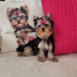 Yorkshire Terrier Puppies from Narnian Yorkies