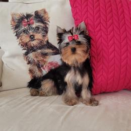 Yorkshire Terrier Puppies from Narnian Yorkies