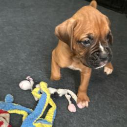 Boy 3 - Fawn male Boxer puppy in Lakeland, Florida from Cote's Boxers