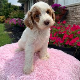 Athena - Parti female Goldendoodle puppy in Ottawa, Ohio from Simply Beautiful Goldendoodles