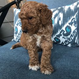 Ripp - Chocolate male Labradoodle puppy in Elk, Washington from Elk Creek Kennel