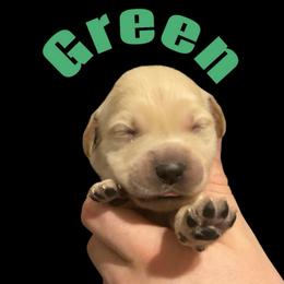 Green Collar - Golden male Golden Retriever puppy in Peoria, Arizona from Westwing Retrievers