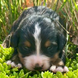 Pink Collar Girl - Black rust and white female Bernese Mountain Dog puppy in Herriman, Utah from Shaggy Mountain Pups LLC