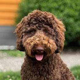 Macy - Goldendoodle